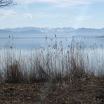 Alpenblick über den See mit Gewächs im Vordergrund