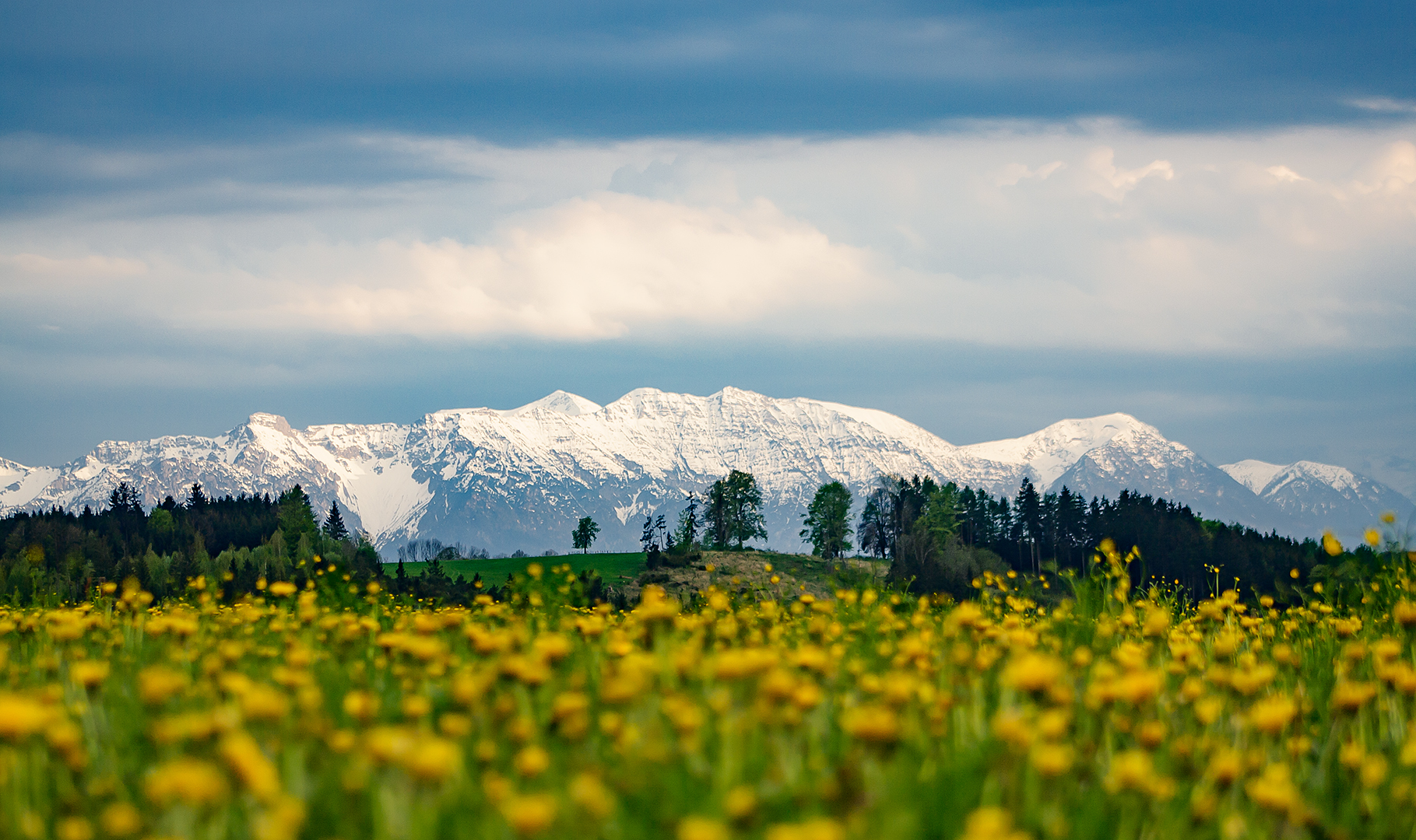 Alpenblick und Blumenwiese