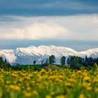 Alpenblick und Blumenwiese