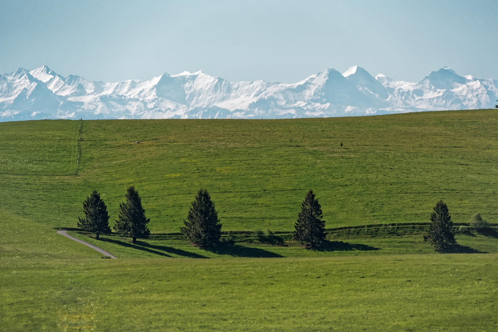 Alpenblick vom Schwarzwald aus 125 km Entfernung