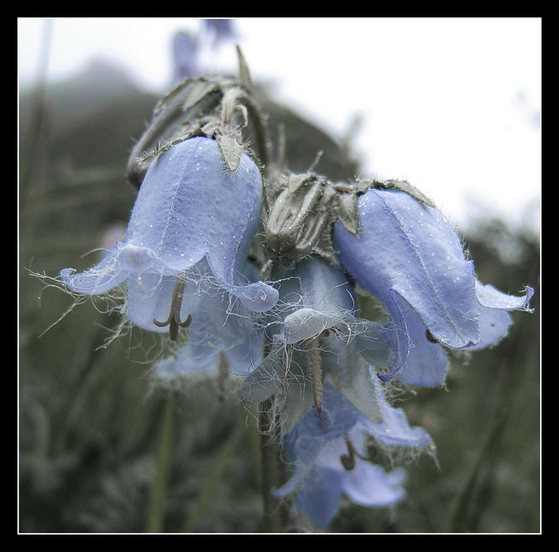 Alpenblühen 2