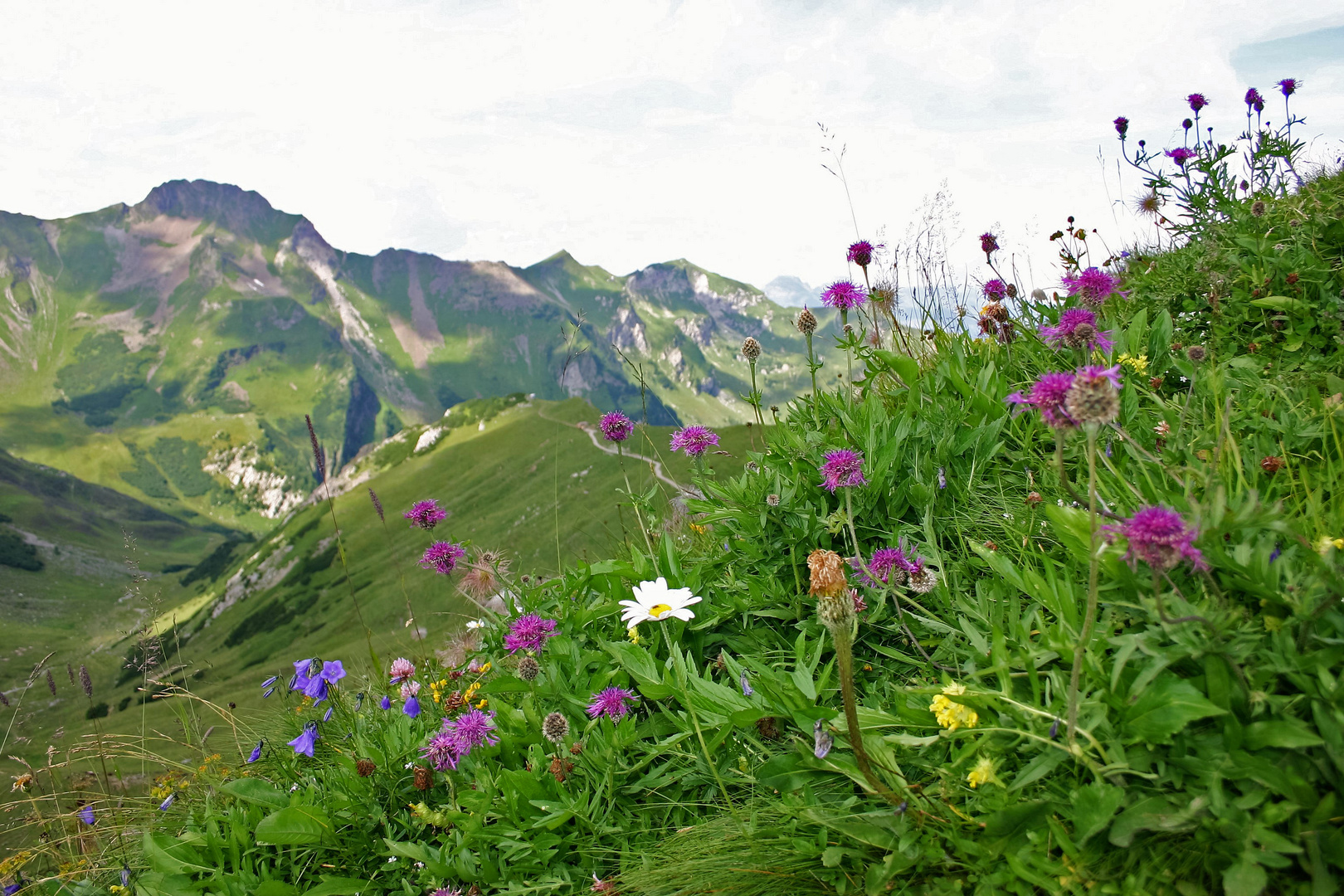 Alpenblühen