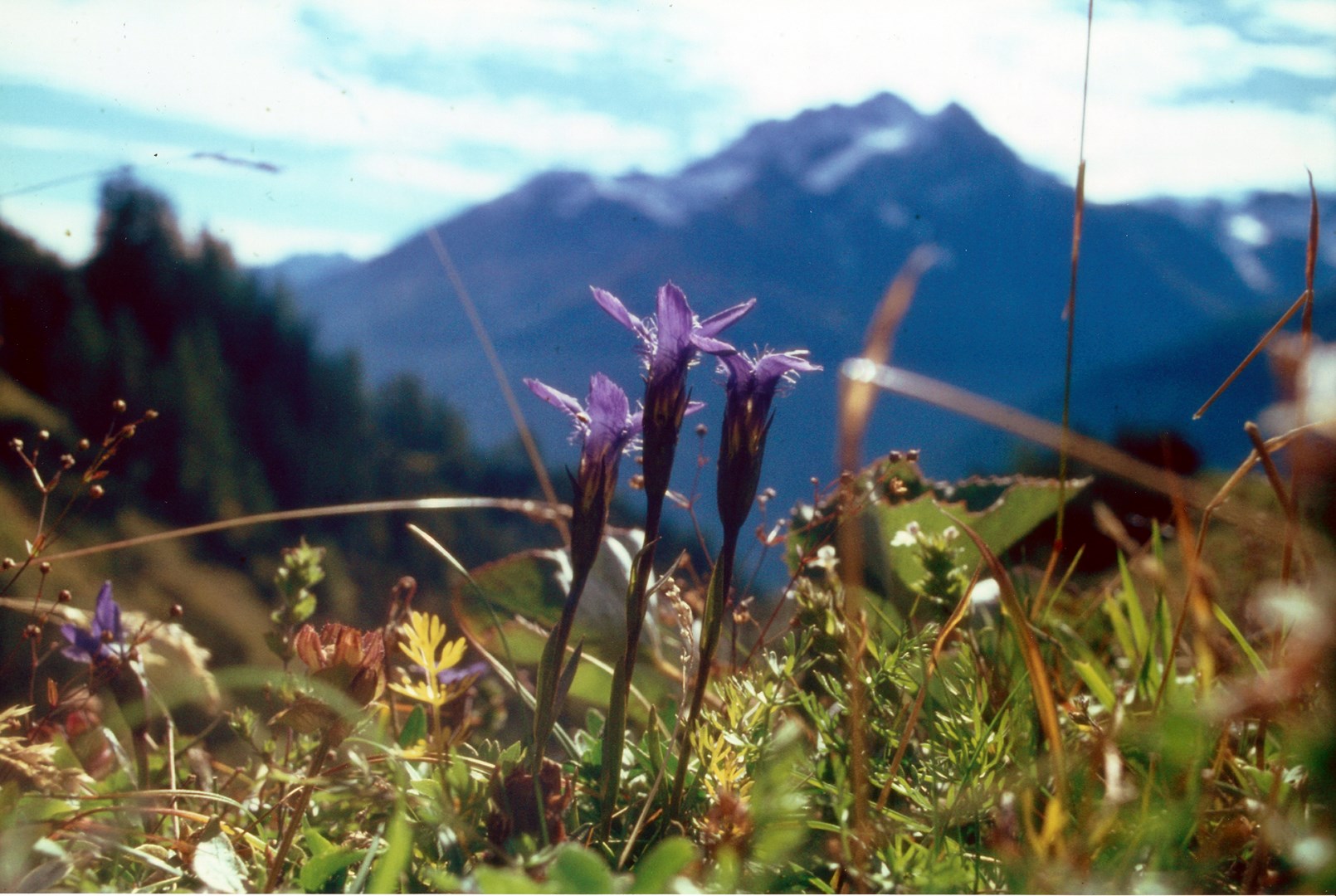 Alpenblühen 