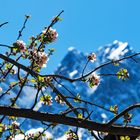 Alpenblühen