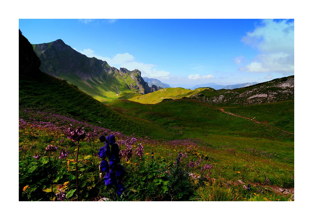 Alpenblühn