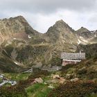 Alpenblühn....