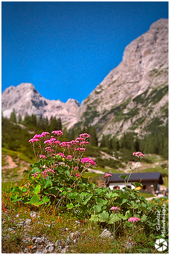 Alpenblümchen