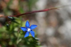 Alpenblümchen