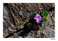 Alpenblümchen aus dem Felsen......