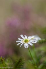 Alpenblümchen ...