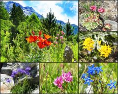 Alpenblümchen