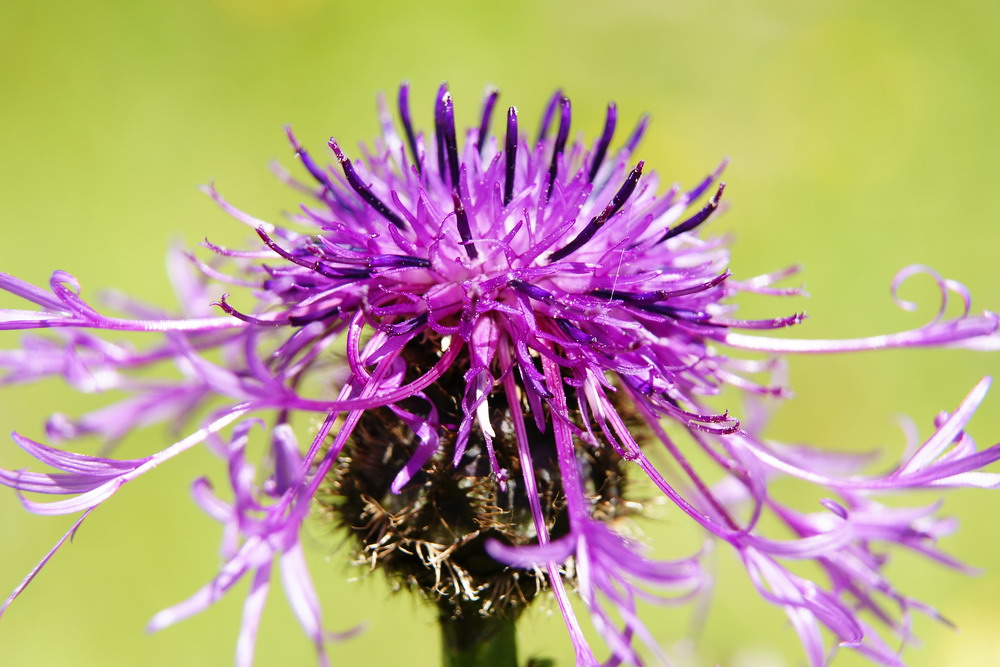 Alpenblüte