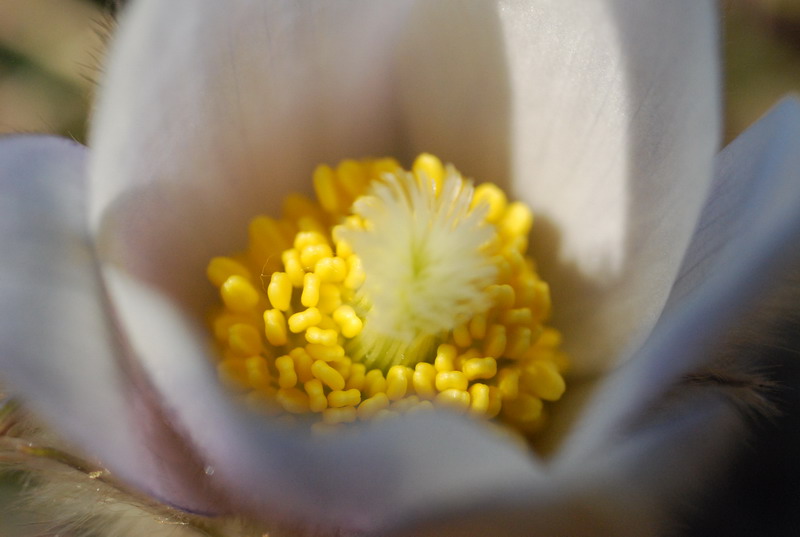 alpenblüte