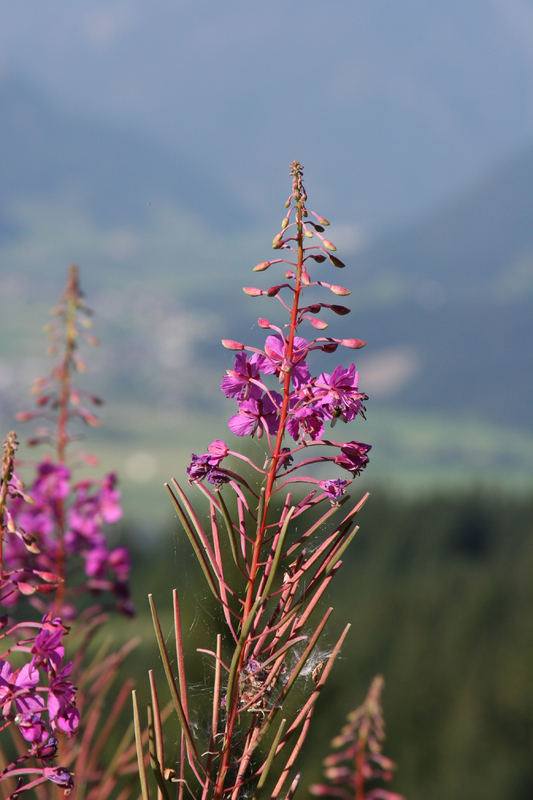 Alpenblüte ...