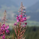 Alpenblüte ...