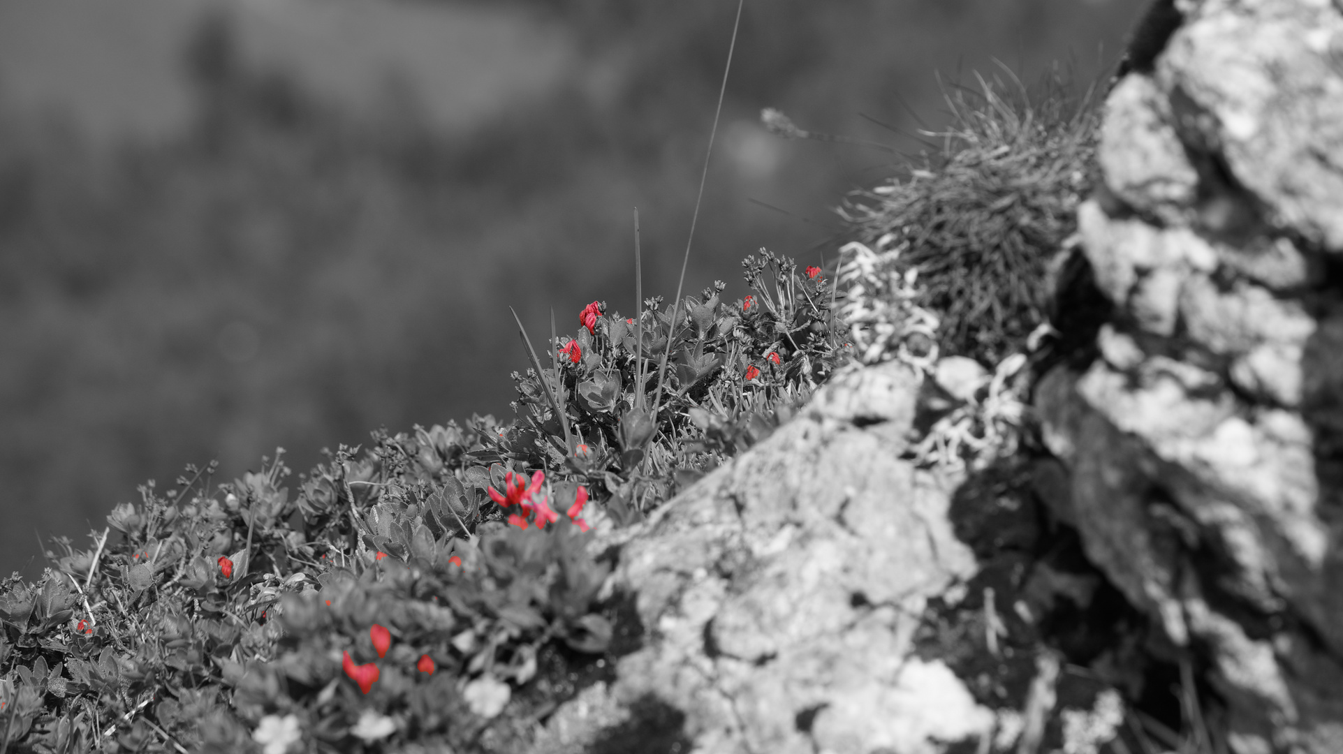 Alpenblüten