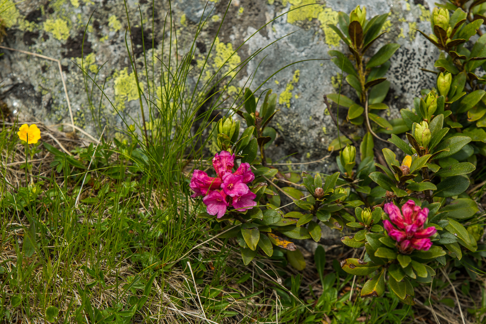 Alpenblüten