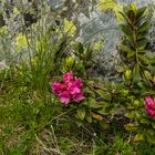 Alpenblüten