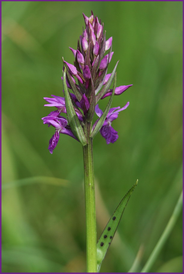 Alpenblume