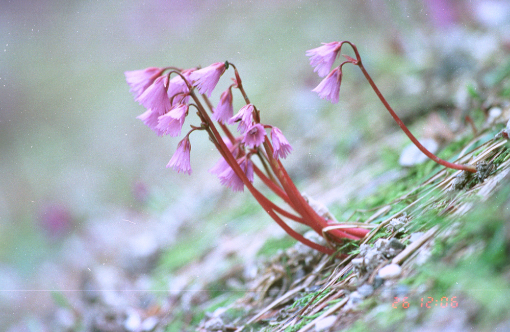 Alpenblume