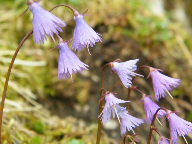 Alpenblume