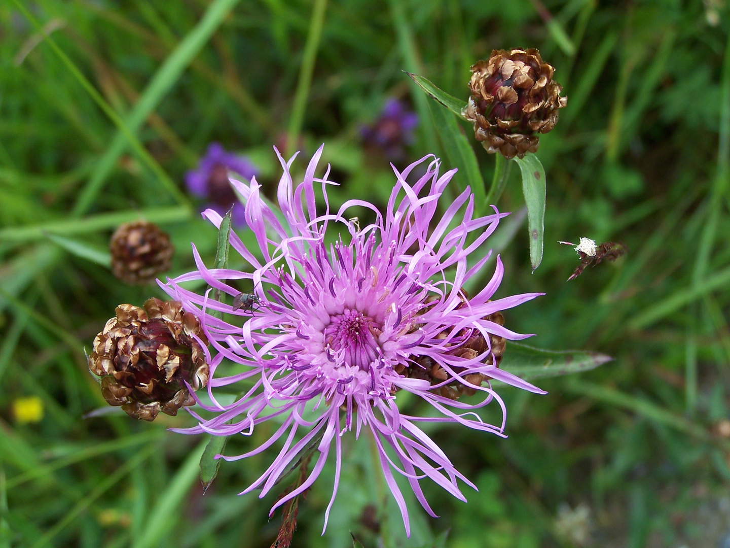 Alpenblume