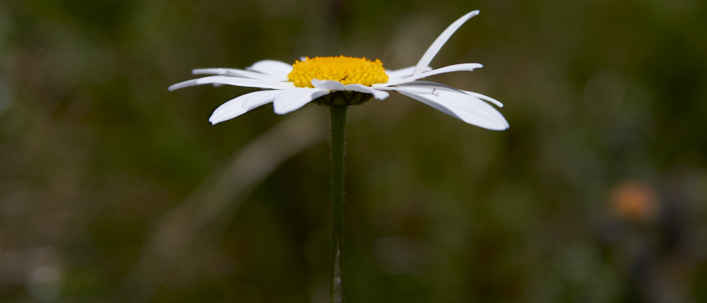 Alpenblume...