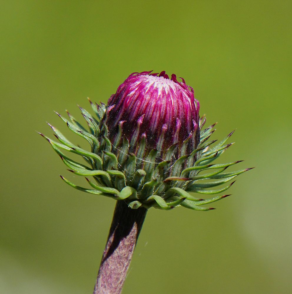 Alpenblume