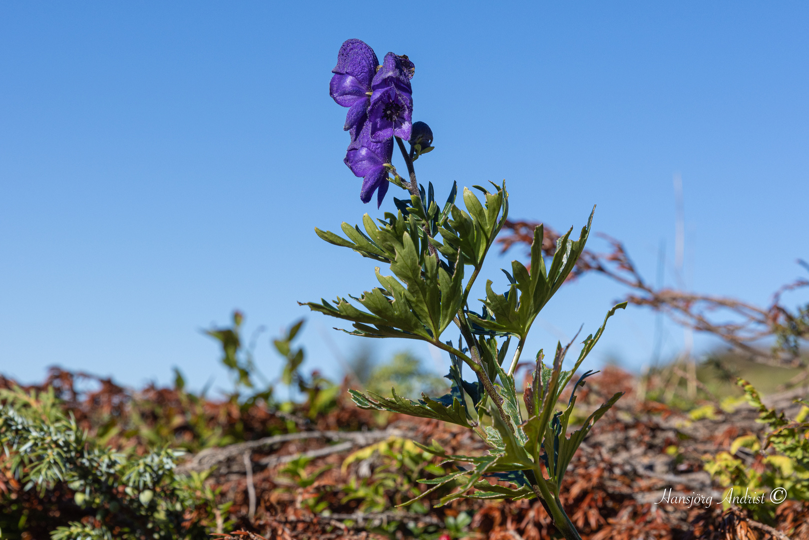 Alpenblume