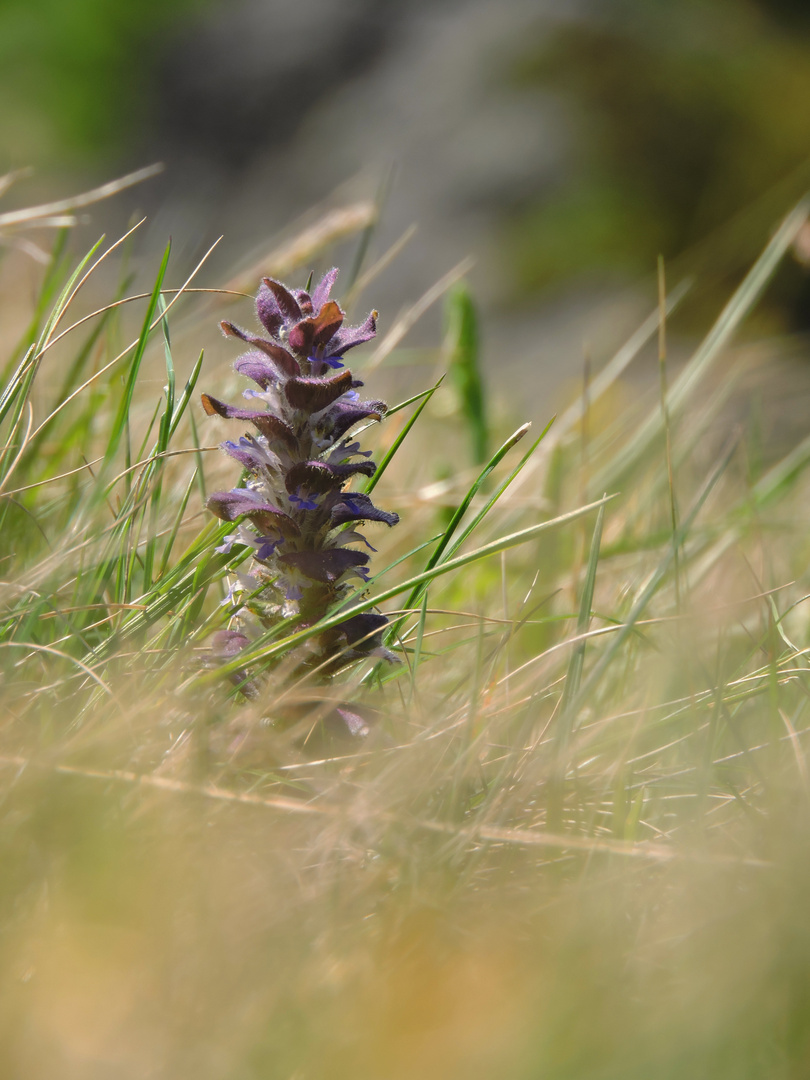 Alpenblume