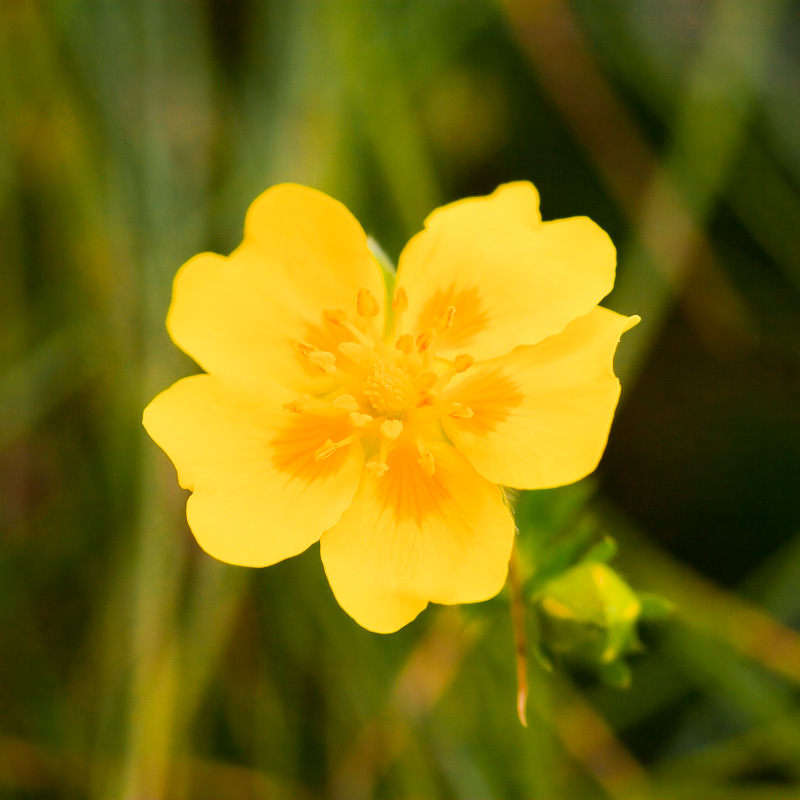 Alpenblume I