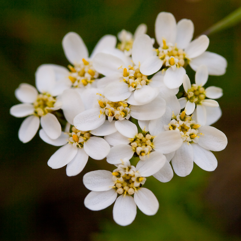 Alpenblume II