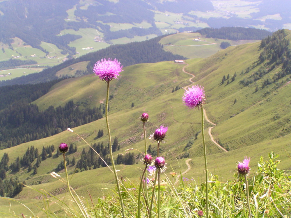 Alpenblume mit Ausblick