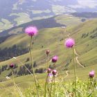 Alpenblume mit Ausblick