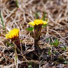 Alpenblume Nr1