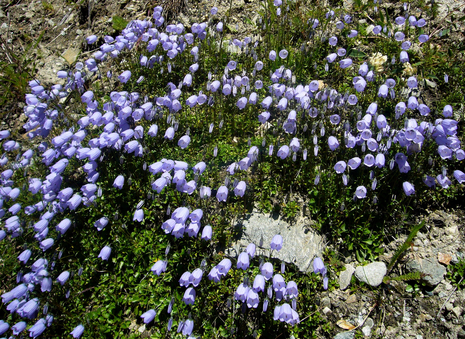 Alpenblumen 06