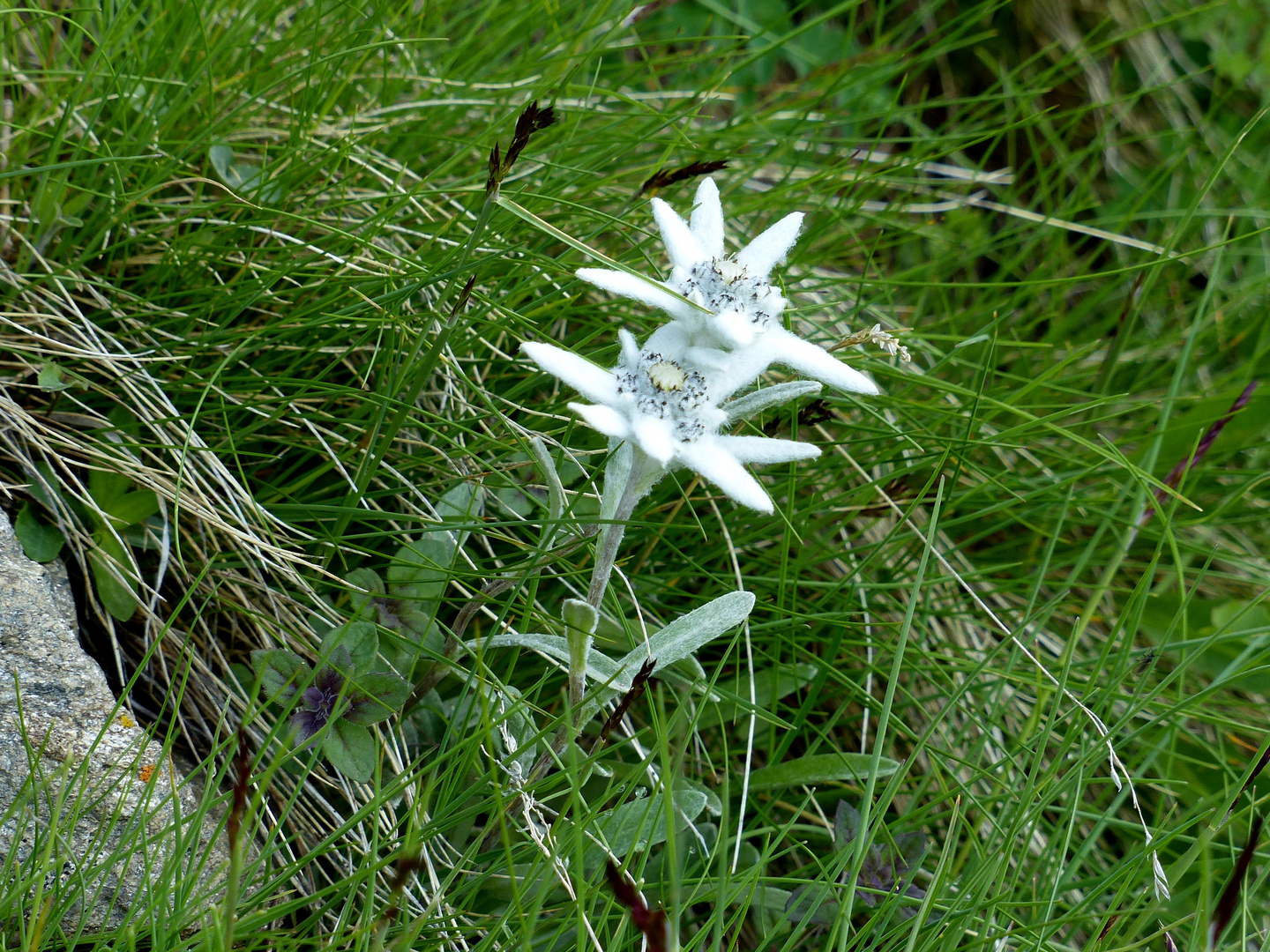 Alpenblumen 1