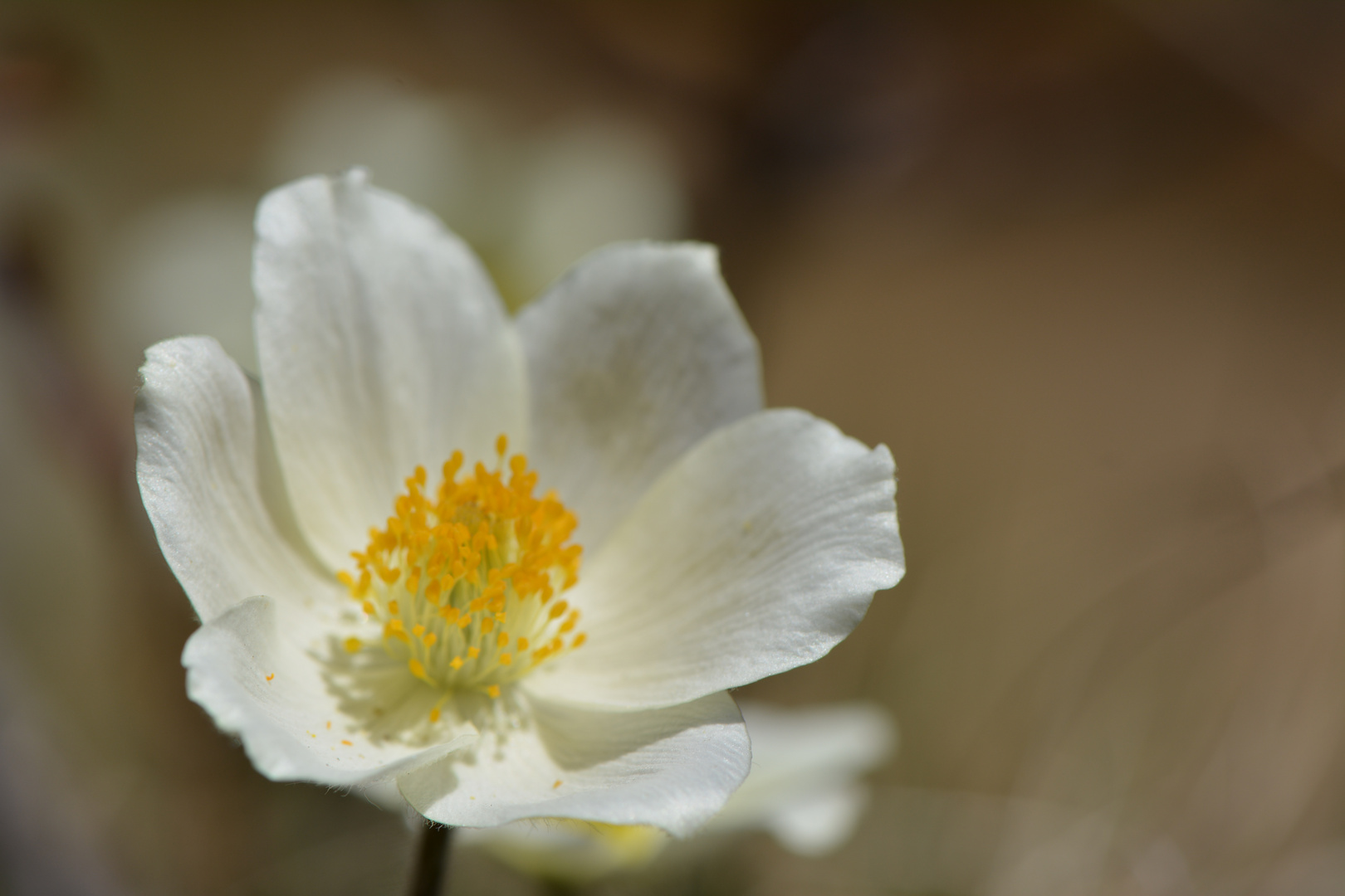 Alpenblumen