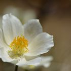 Alpenblumen