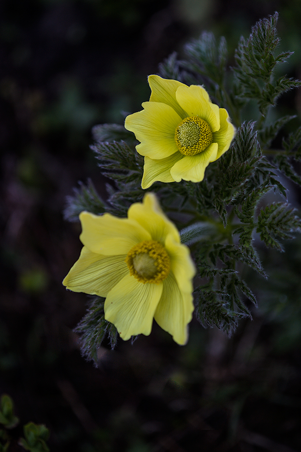 Alpenblumen