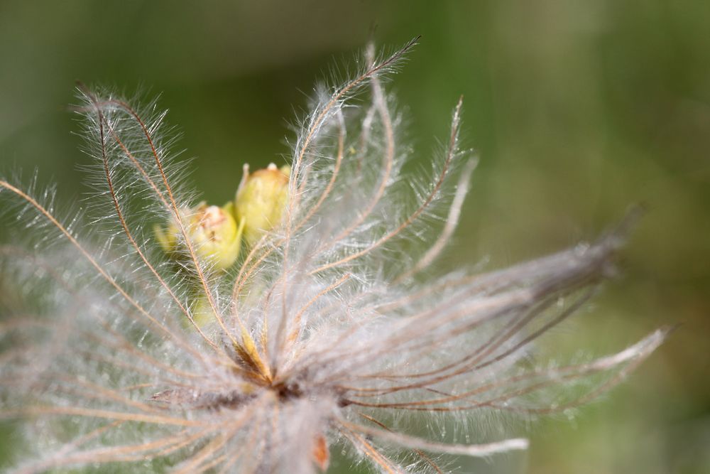 Alpenblumen