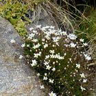 Alpenblumen 2