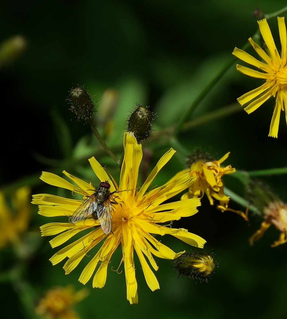 Alpenblumen 2