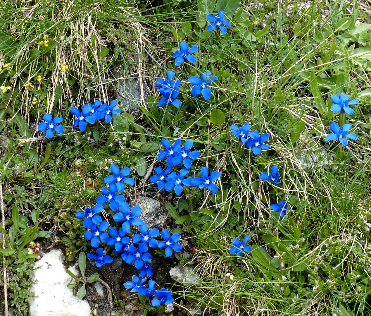 Alpenblumen 3