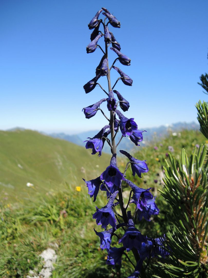 Alpenblumen 3