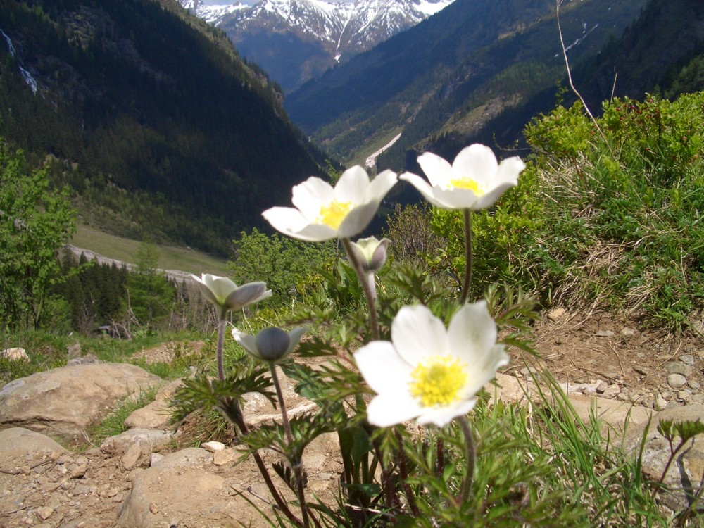 Alpenblumen