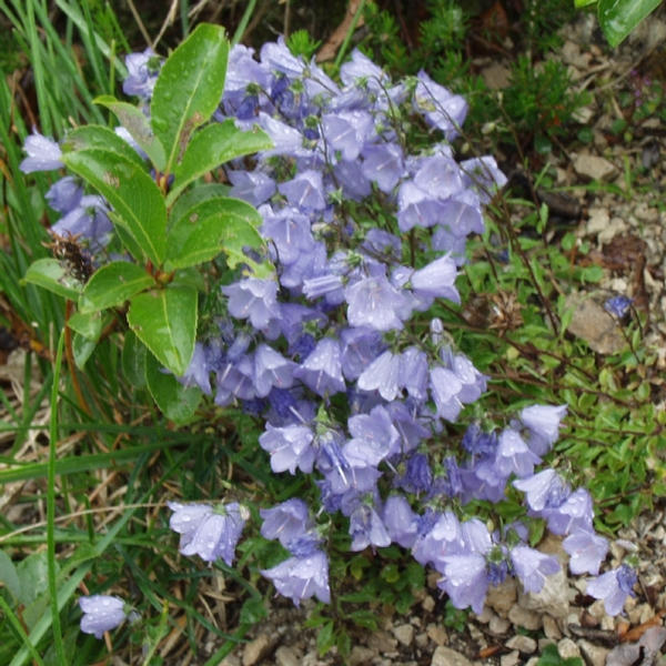 Alpenblumen