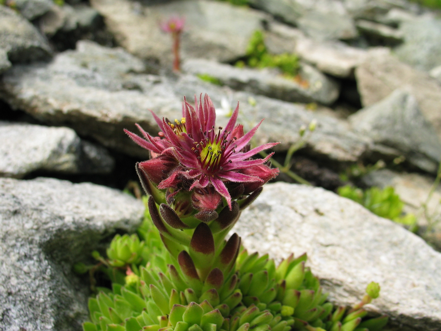 Alpenblumen