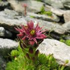 Alpenblumen