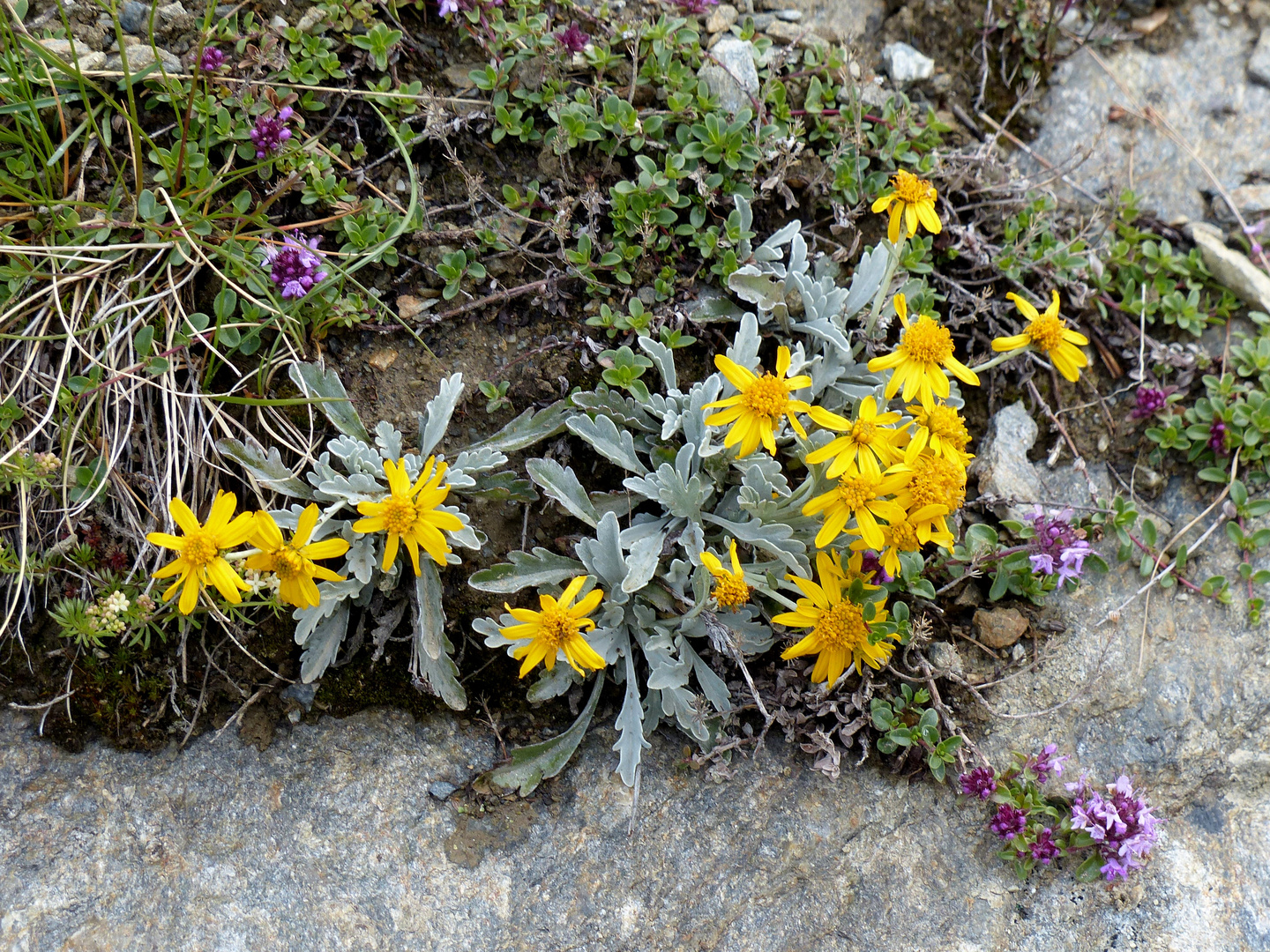 Alpenblumen 4